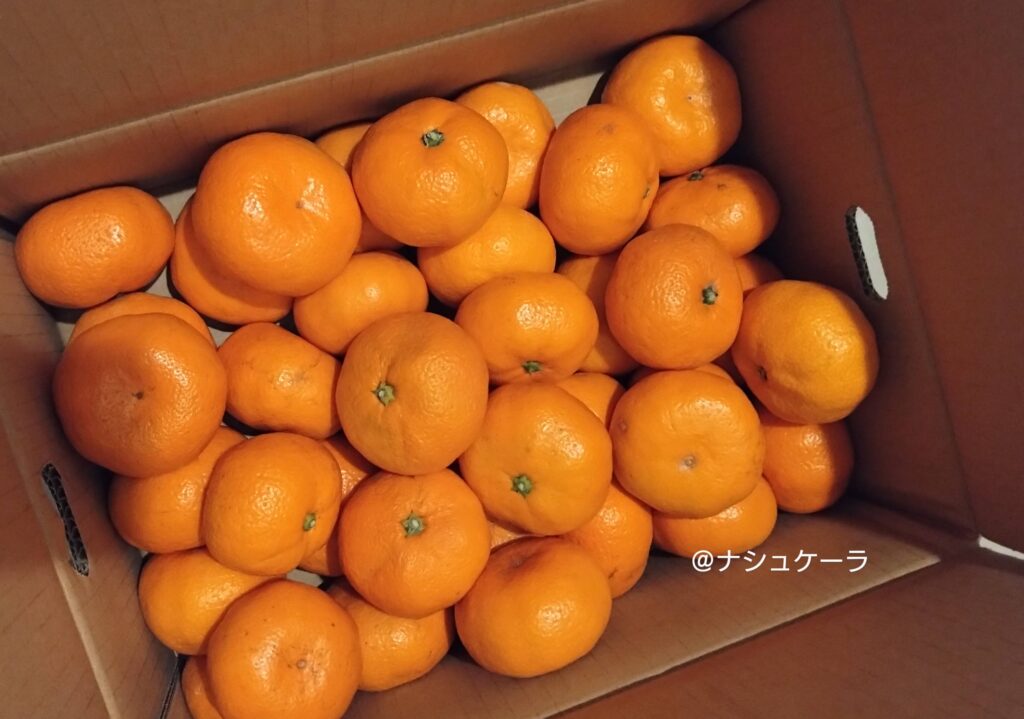 エフ・シー・シーから優待で届いたみかん